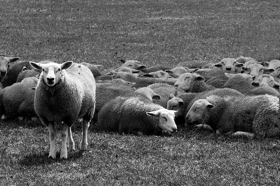 Black-and-white photo of sheep in a field. All are lying down, save one, which is facing the camera. Photo by Nick Fewings on Unsplash.