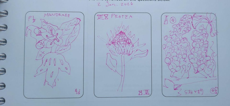 Image Description: a 3 card spread (L to R): page of swords depicted as a mandrake plant; 8 of cups depicted as a protea plant; ace of pentacles reversed, depicted as a vine of grapes upside down. Each plant is drawn as an unskilled sketch into 3 blank spaces outlined on a sheet of planner paper.