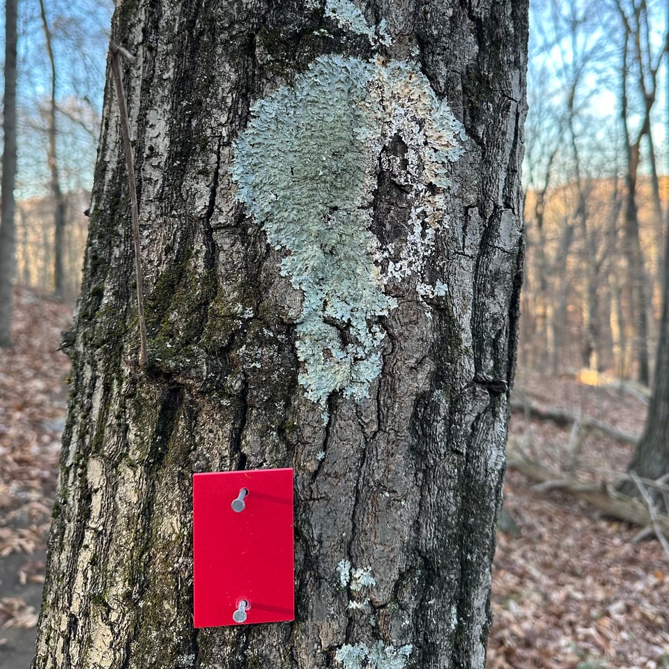 photo of a tree with a single red trail blaze screwed in; above the blaze is lichen in the shape of a skull with one eye