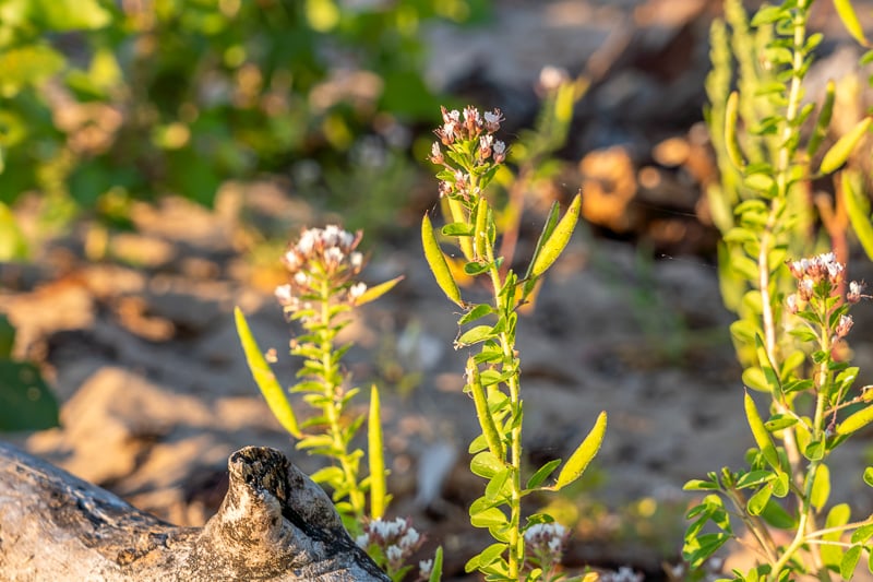 FSPA member and talented, thoughtful photographer Earl Bye sent us this photo recently after strolling the park’s Sand Point Trail. Wrote he: “My new favorite plant name — the red whisker clammyweed. That’s a great plant name — or insult.” Turns out said clammyweed (Polanisia dodecandra)  is a sticky, drought-resistant native wildflower. How we love vernacular names for plants, mushrooms and animals! They’re the people’s takes on such things. / Photo by Earl Bye