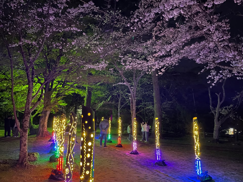 An illumination among the cherry blossom trees, made from fake bamboo lights.