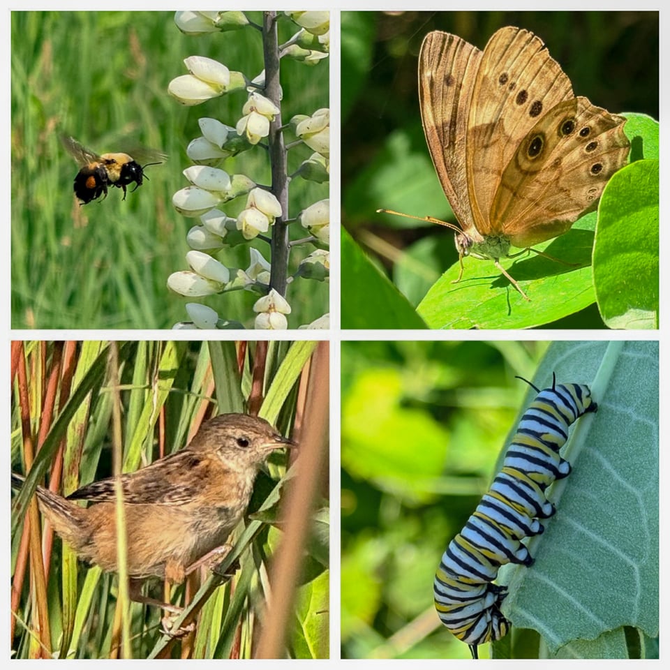 A Common Eastern Bumble Bee (Bombus impatiens), Northern Pearly-eye (Lethe anthedon), a Sedge Wren (Cistothorus stellaris), and a Monarch butterfly caterpillar (Danaus plexippus). / Photos by Tracie Henkel