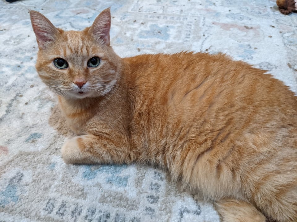 An orange cat laying on a rug, looking at the camera.