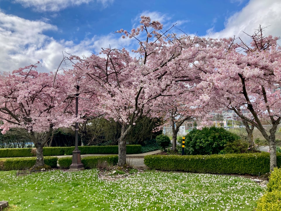 A row of cherry or plum trees absolutely covered in pink blossoms.