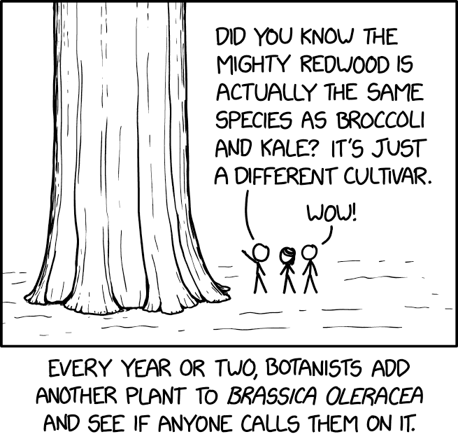 Cartoon from xkcd. Three stick people are standing by a huge tree trunk. One says "Did you know the mighty redwood is the same species as broccoli and kale? It's just a different species". Another replies "Wow!" The caption explains "Every year or two, botanists add another plant to Brassica oleracea and see if anyone calls them on it.