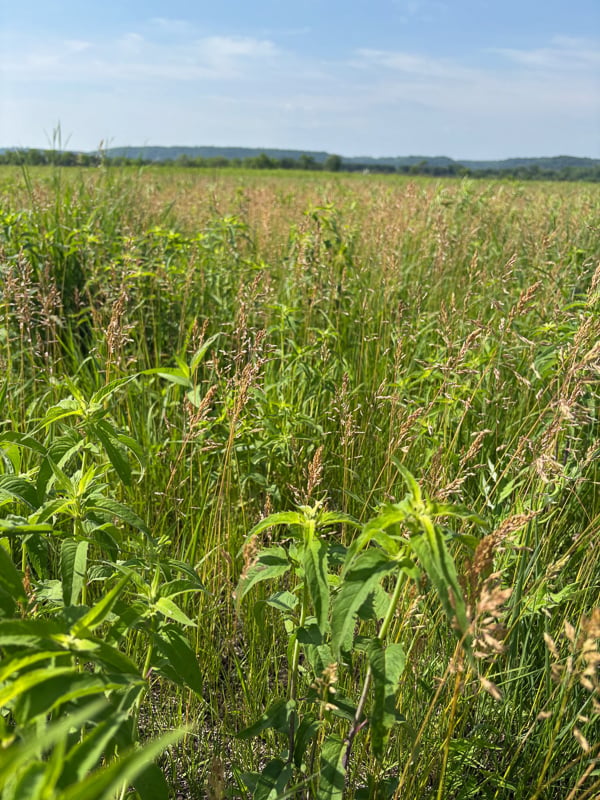 Wild bergamot (Monarda fistulosa) along the Prairie Loop. / Photo by Brian Henkel