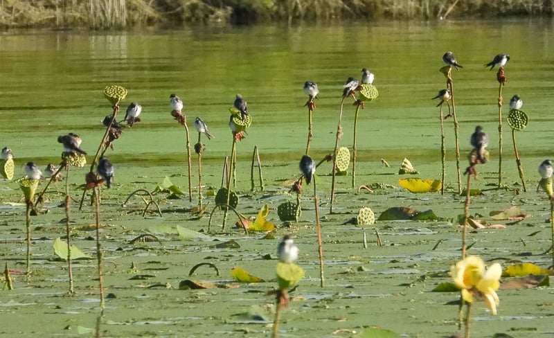 Tree swallows go about their business on water lotus plants in Lake Pepin, off the Sand Point Trail, during a recent September. / Photo by Steve Dietz