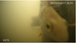 a photo of a fish waiting at boat lock