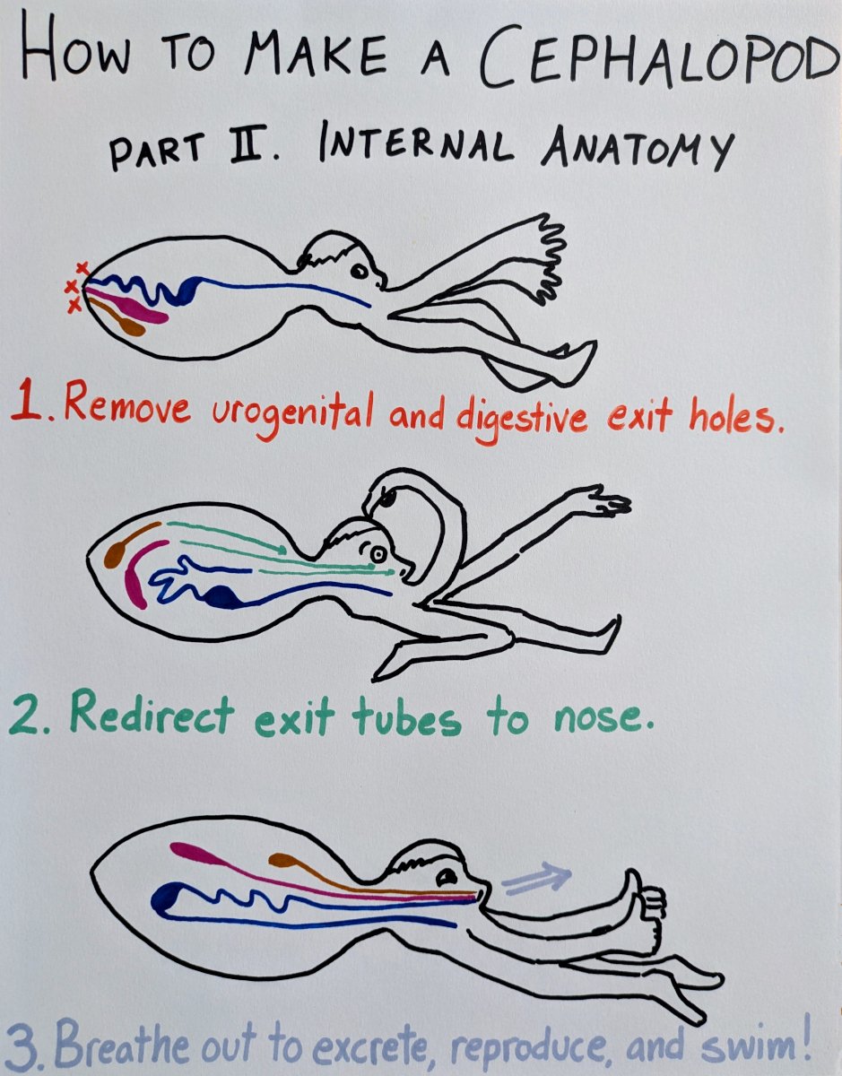 How to make a cephalopod, part II. Internal anatomy. (Cartoony drawings with instructions) 1. Remove urogenital and digestive exit holes. (A human cephalopod with simplified systems in its body drawn in different colors. X's are next to the anus, urethral and genital openings) 2. Redirect exit tubes to nose. (The systems are partially rearranged, with arrows pointing to the nostril) 3. Breathe out to excrete, reproduce, and swim! (The creature looks happy and is giving a double thumbs up with the limbs attached to its lips. Internal systems are fully rearranged and an arrow points outward from the nostril)