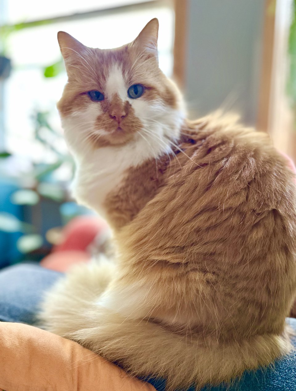 a fluffy orange and white cat posing imperiously on a blue sofa arm, his fluffy tail curled around his feetsies