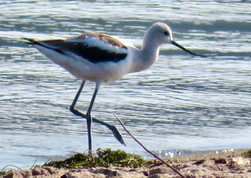Fall migration has begun, and it's always fun to see a bird like this American avocet alight on the shores of Sand Point before continuing their journey for hundreds and even thousands of miles. / Photo by Steve Dietz