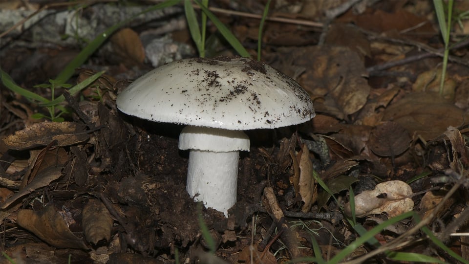 Death cap mushroom