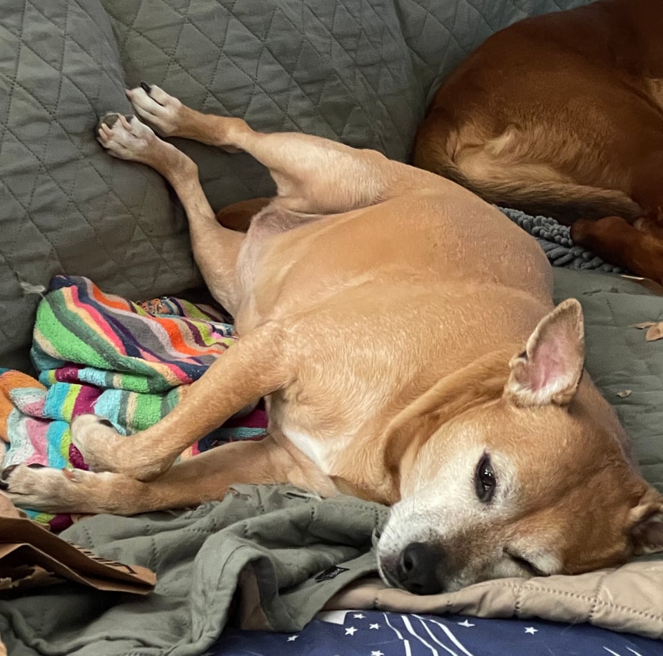 Kizu, a short-haired fawn-colored dog with a white-flecked muzzle, one pointed ear and one half-flopped ear and dark brown eyes is laying on her left side on a pile of blankets on a couch. Her back legs are up against the back of the couch in what looks like a very fake position, as though the photographer had caught her in the middle of something else.
