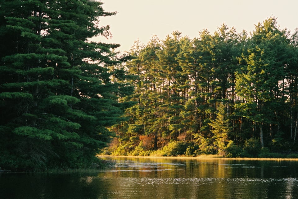 Trees and a lake around sunset time
