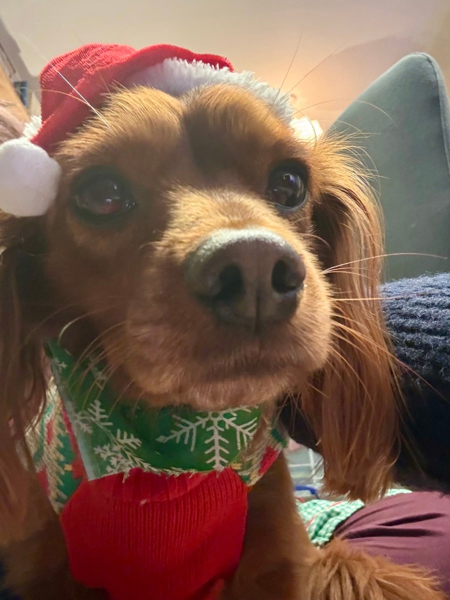 A cute dog in a Santa hat.