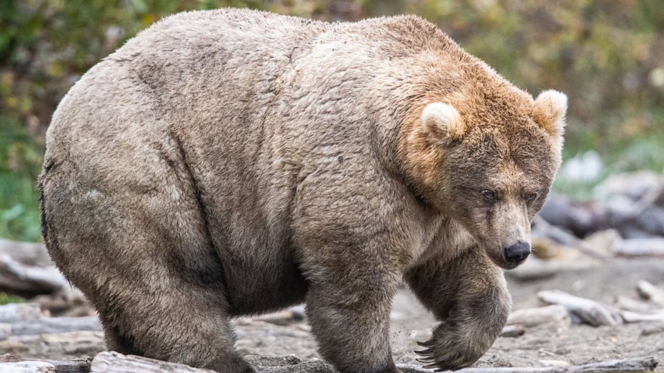 In praise of Fat Bear Week