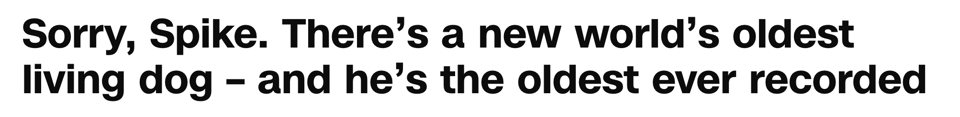 A headline that reads "Sorry, Spike. There’s a new world’s oldest living dog – and he’s the oldest ever recorded"