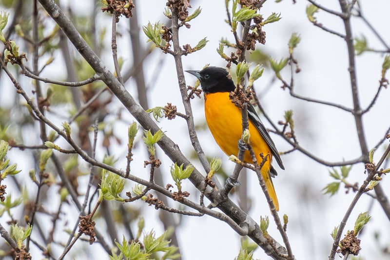 Among the birds that will soon be back in our area — bright, beautiful and loud — is the Baltimore Oriole (earliest sighting, April 25). / Photo by Earl Bye