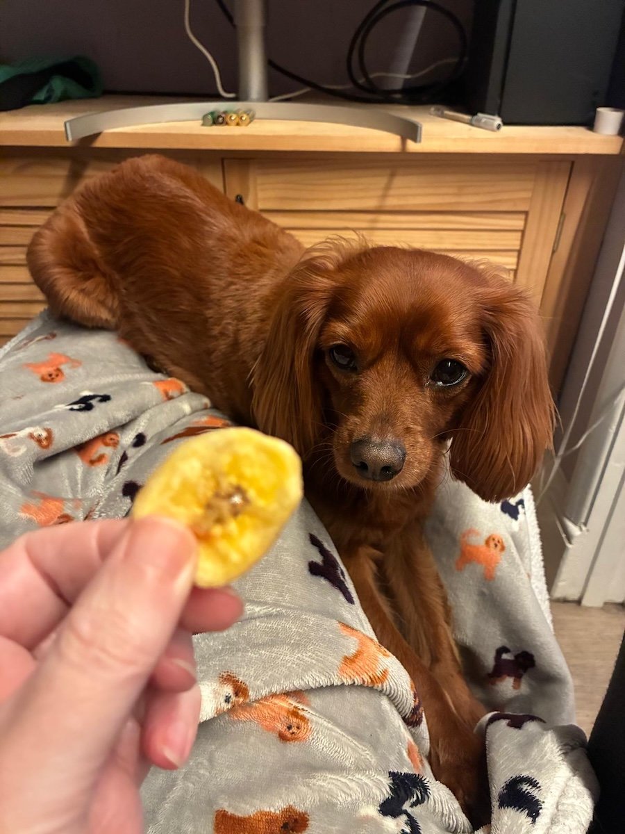 A cute dog looks at a banana chip.