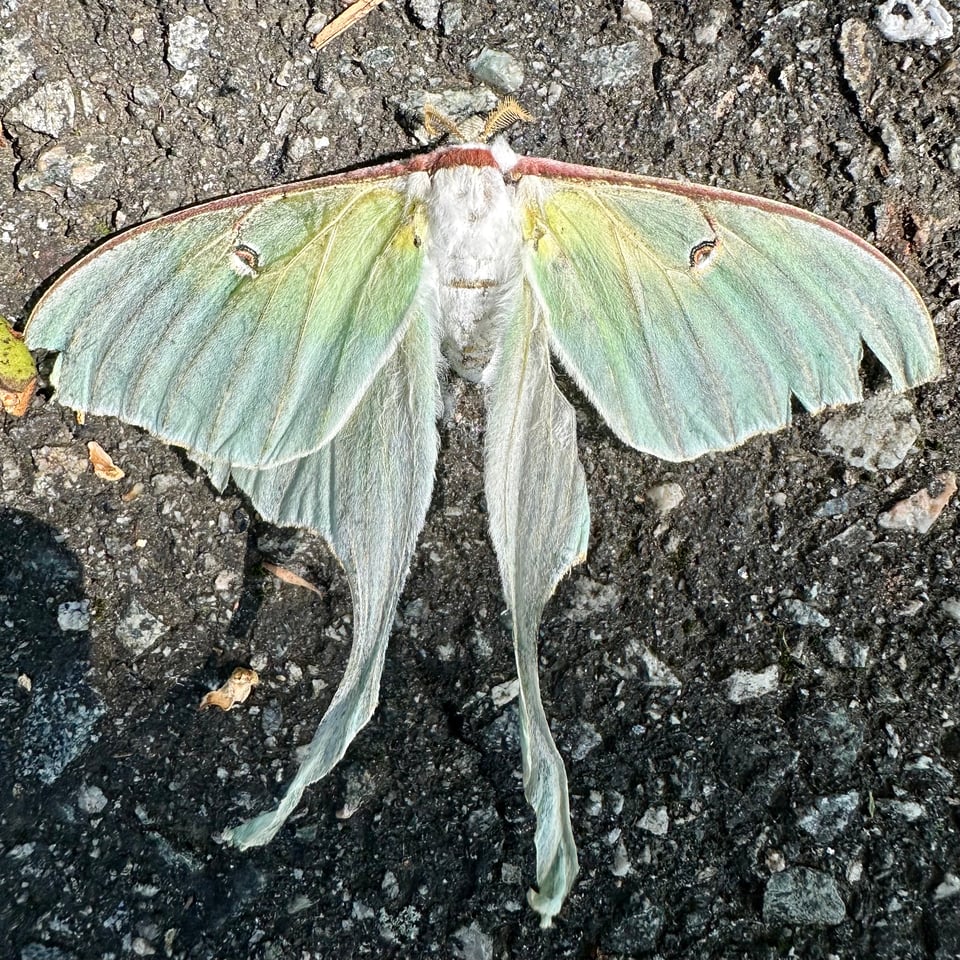 Photo of a dead luna moth on a driveway