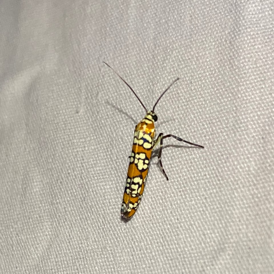 an Ailanthus webworm moth, which is an orange and white-spotted beetle-like moth, on a sheet