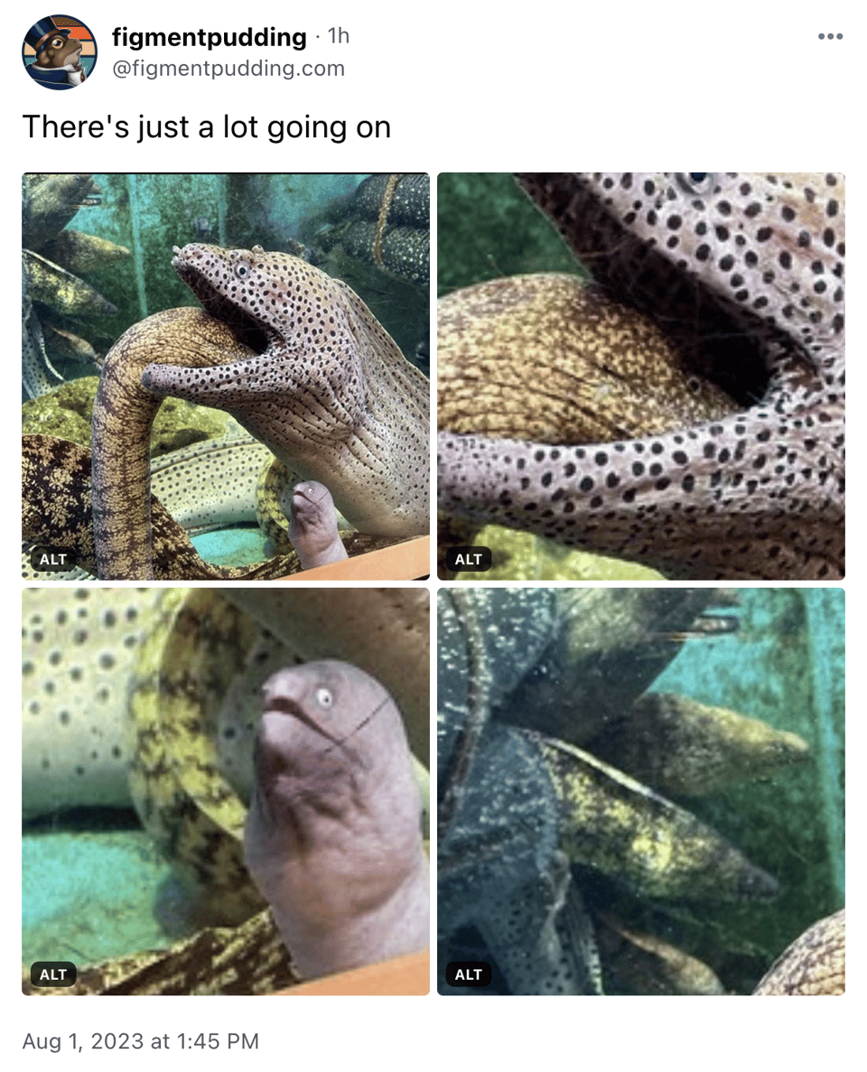 A Bluesky post that shows a grid of four images. In the top left, the full image -- one eel is inside another eels open mouth and a smaller eel in the bottom is looking on. Each of the other three images are closeups of the faces of the various eels in the shot, and they all look scandalized