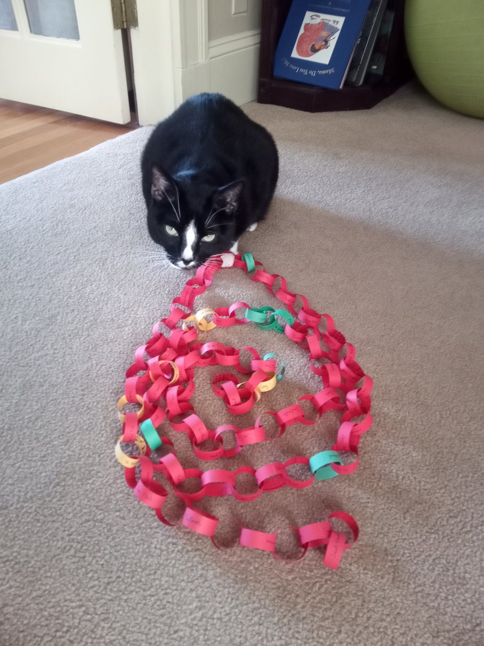 My tuxedo cat Milo, sitting on the carpet and looking up menacingly from a paper chain of red, green, and yellow links.
