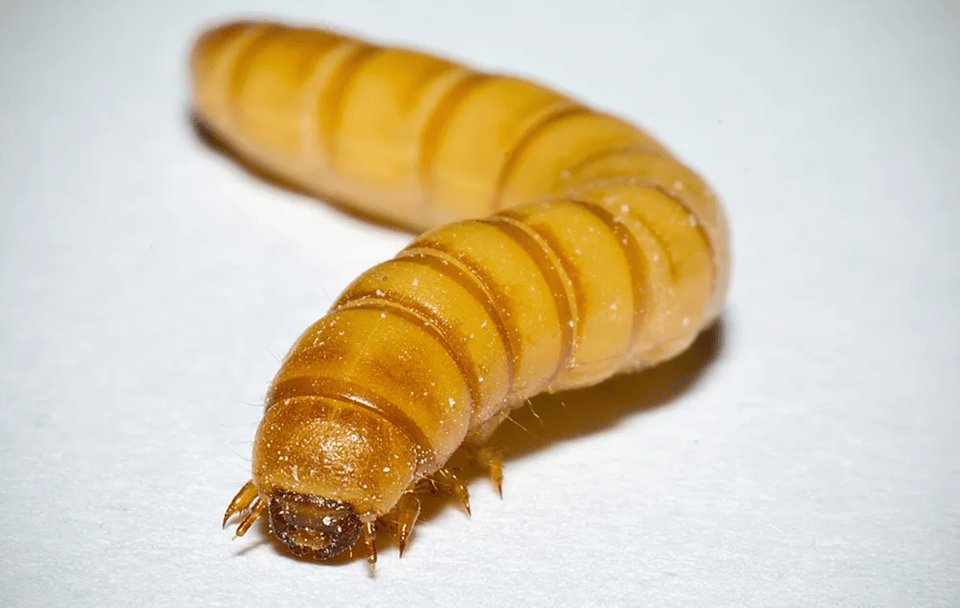 Mealworm
