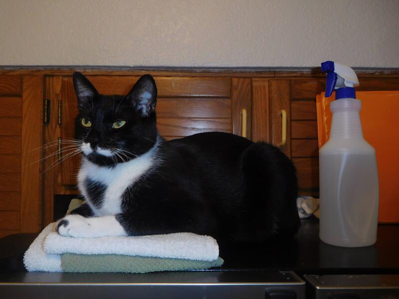 A black-and-white (tuxedo) cat sitting, sphynx-like, with its front paws resting on some kitchen towels.
