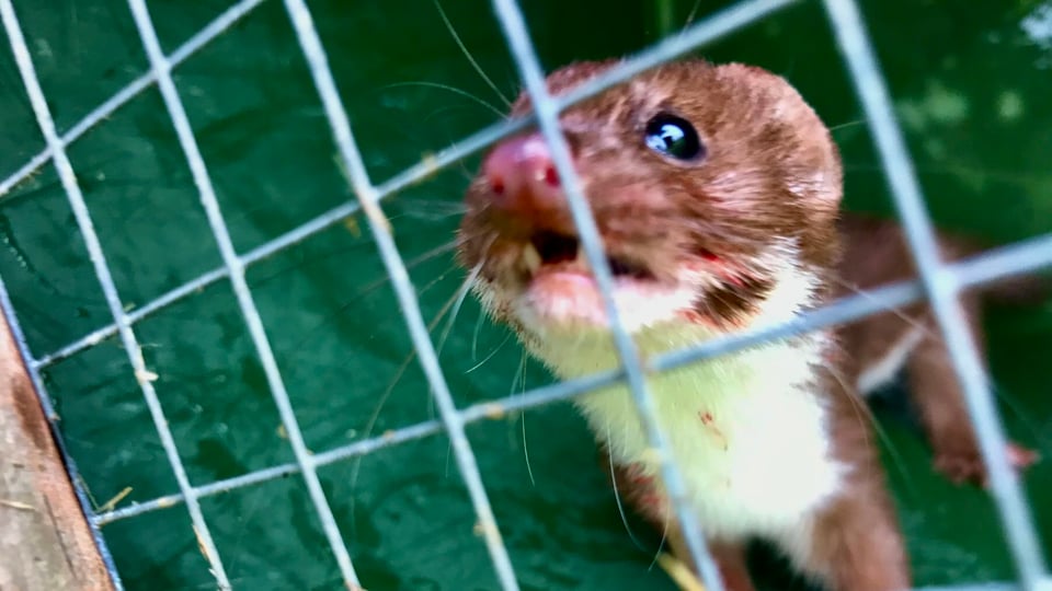 Angry stoat behind wire.