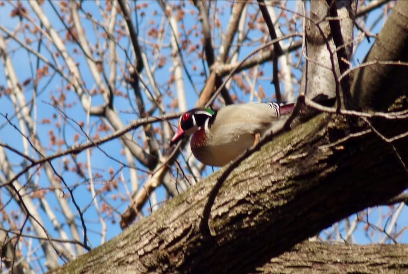 A Wood Duck drake inspects a possible nesting site, a rite of early spring for the beautiful wood duck. His mate will arrive a few days later. / Photo by Bruce Ause