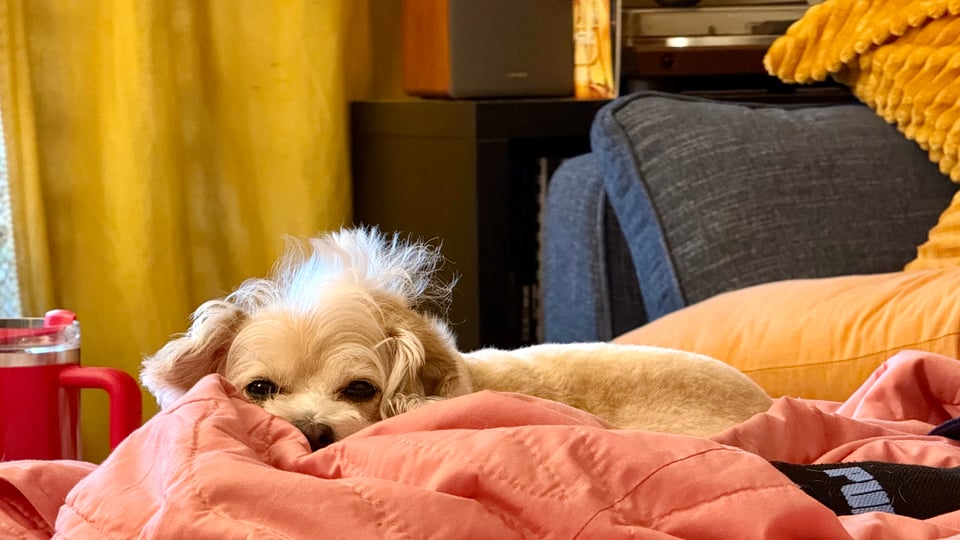 Small white dog dog on a comfy couch, with his face smushed into an absolutely ridiculous expression