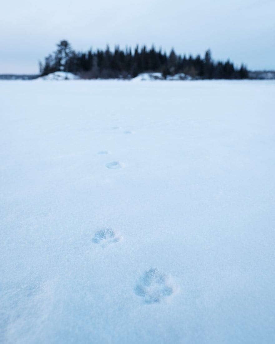 02 - Fresh fox tracks on frozen lake.jpg