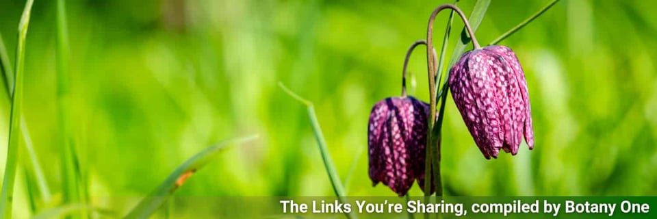 Two snake's head fritillaries in the sun.