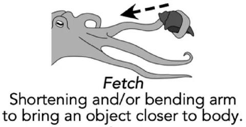 Cropped portion of a scientific diagram showing an octopus holding a shell in one arm with an arrow pointing from the shell toward the body. The text below reads "Fetch: Shortening and/or bending arm to bring an object closer to body."