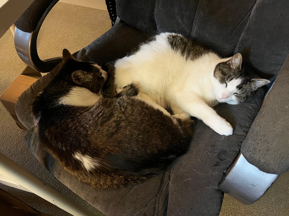 Two cute cats napping in an office chair together.