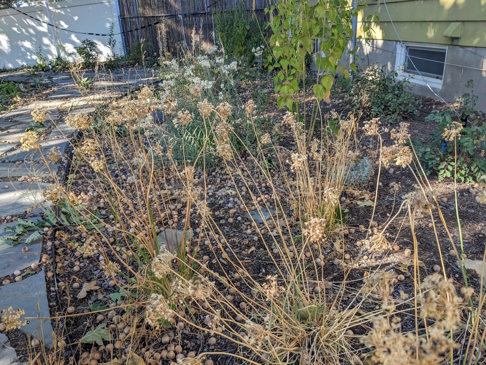 brown plants with seedheads scattered around a shady backyard garden