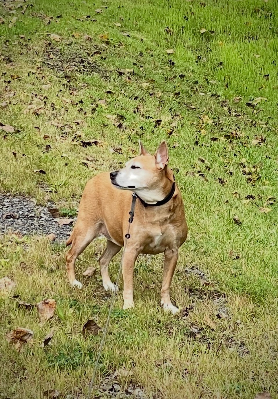 Kizu, a short-haired fawn-colored dog with a white-flecked muzzle, pointed ears and dark brown eyes is standing on a sloped, grassy surface with fall leaves scattered around. Her body is facing the photographer and her head is turned to the left of the image, eyes half-closed as she sniffs the wind, two triangles of brighter sunlight on her cheek.