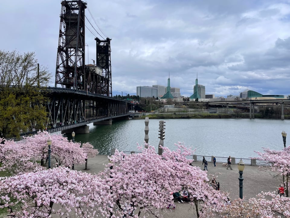 a slightly elevated view over the cherry blossoms looking east at the Steel Bridge and Willamette River