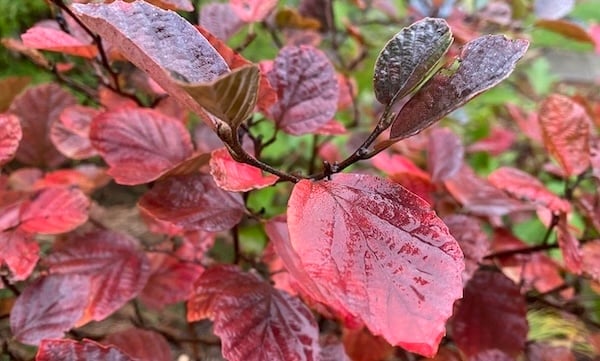Fothergilla with red fall foliage
