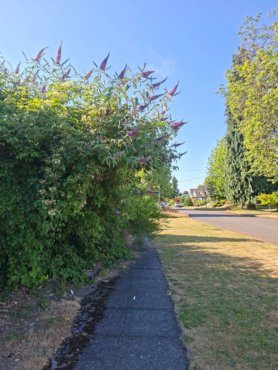 A cute bush with blooming flowers, also blocking the sidewalk