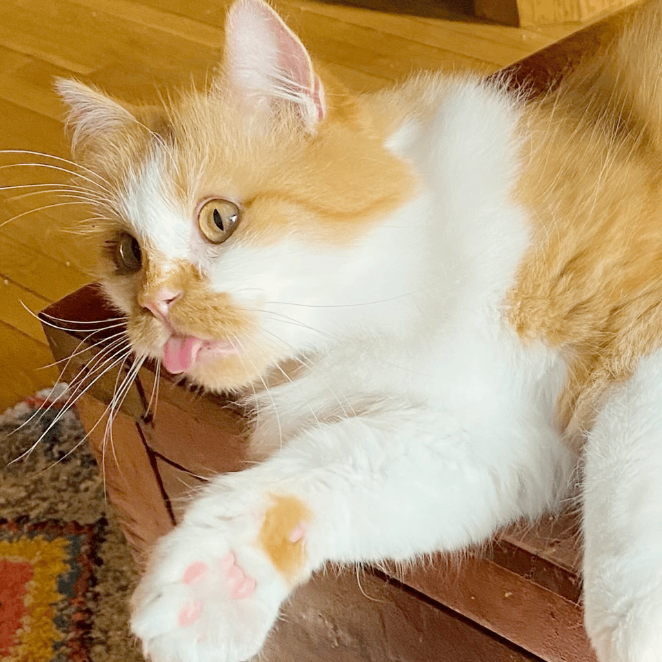 A fluffy orange and white cat with a vacant expression in his eyes and a little pink tongue sticking out