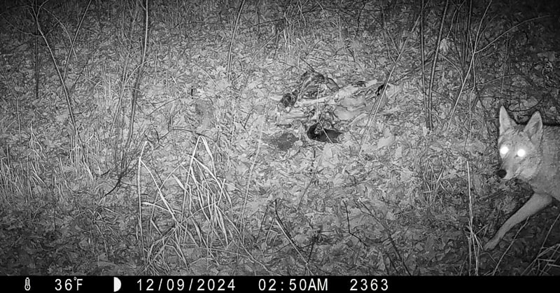 A coyote moves in for dinner at a gut pile after November 2024’s Frontenac State Park deer hunt. / Photo courtesy of the Minnesota Offal Wildlife Watching Project