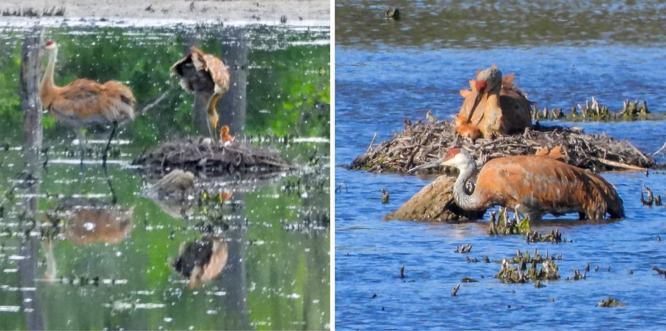 Left: Colt on a halfshell. Right: The first day, both adults stayed at the nest, one still incubating the second egg, while the just-born colt alternated between lying next to the adult and wobbling around the perimeter of the nest.