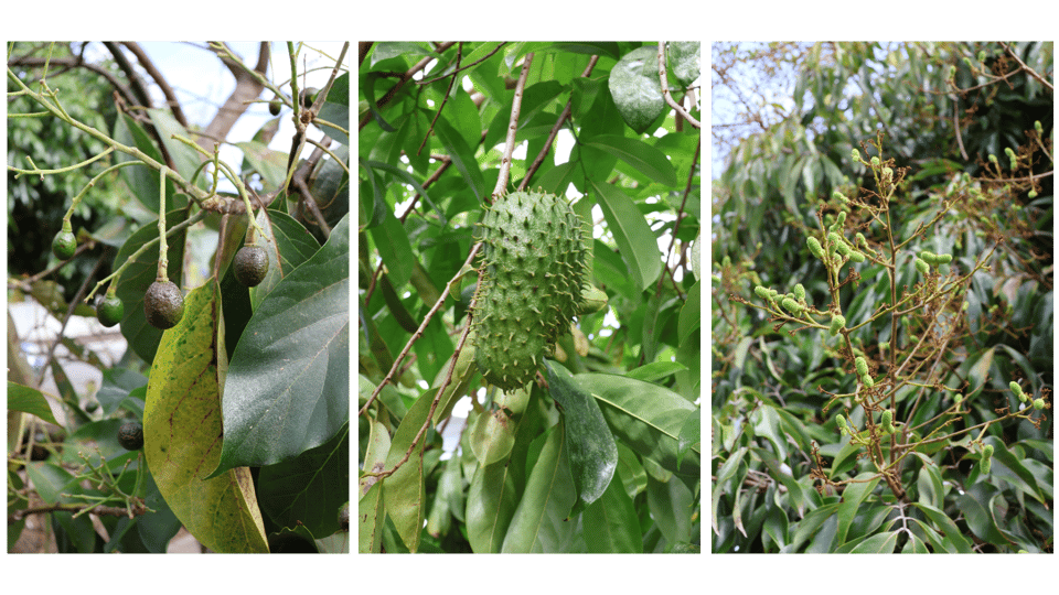 avocado, soursop, and lychee