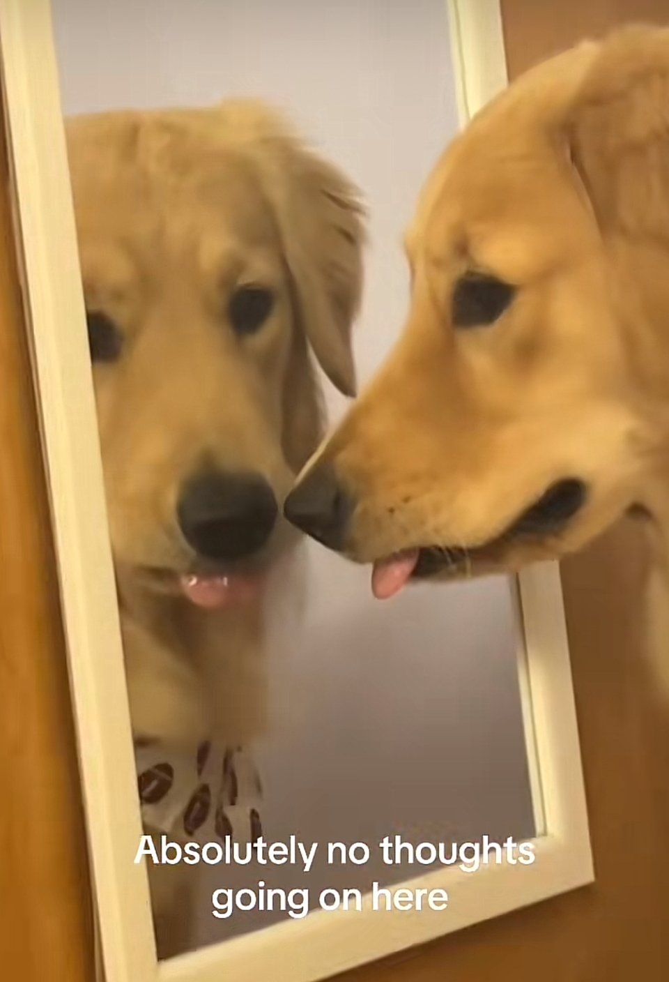 A golden retriever is looking at itself in the mirror with its tongue out a little, and the caption reads "Absolutely no thoughts going on here."