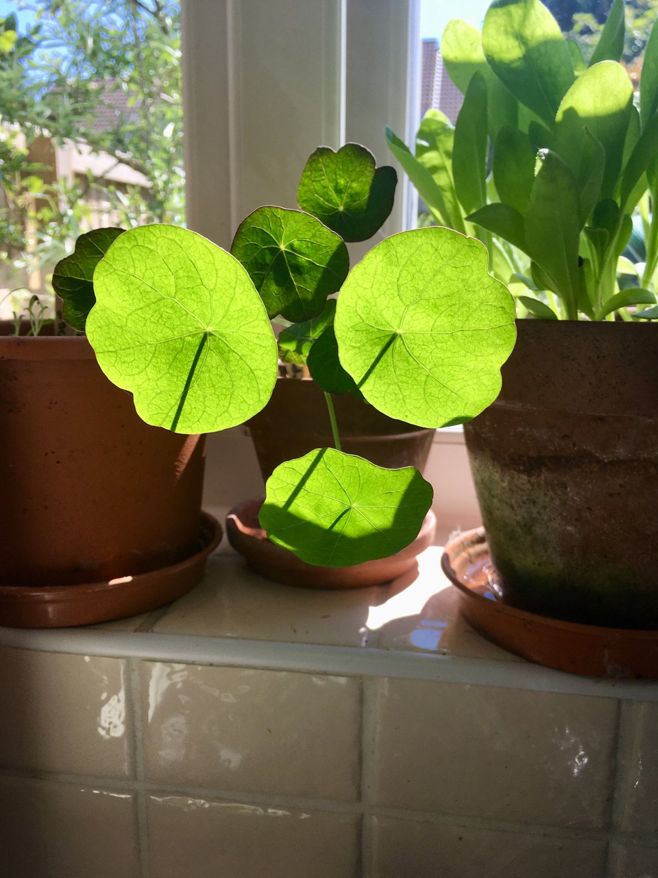 Curved, roundish nasturtium leaves on a kitchen windowsill are backlit by the sun.