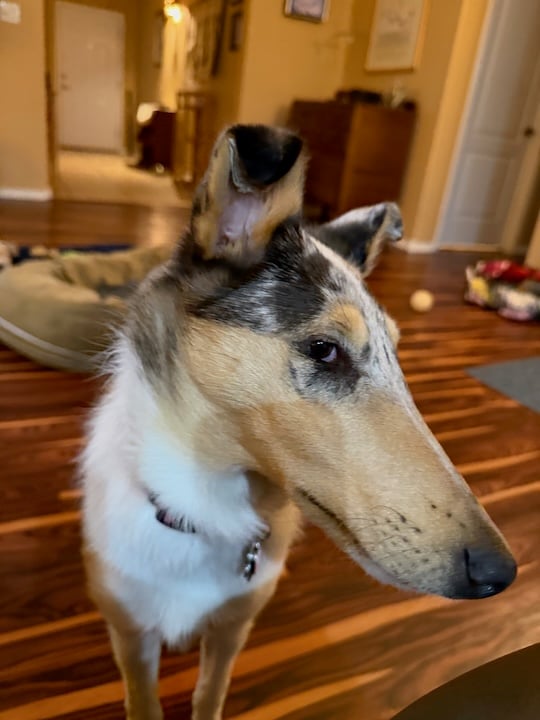 Close-up of Opal's face at an angle, showing her right side with her brown eye. (The left side, not shown, has a blue eye.