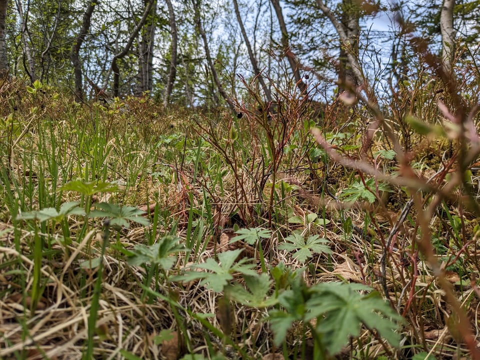 A shot of weeds in the foreground, and trees in the background, taken from low to the ground