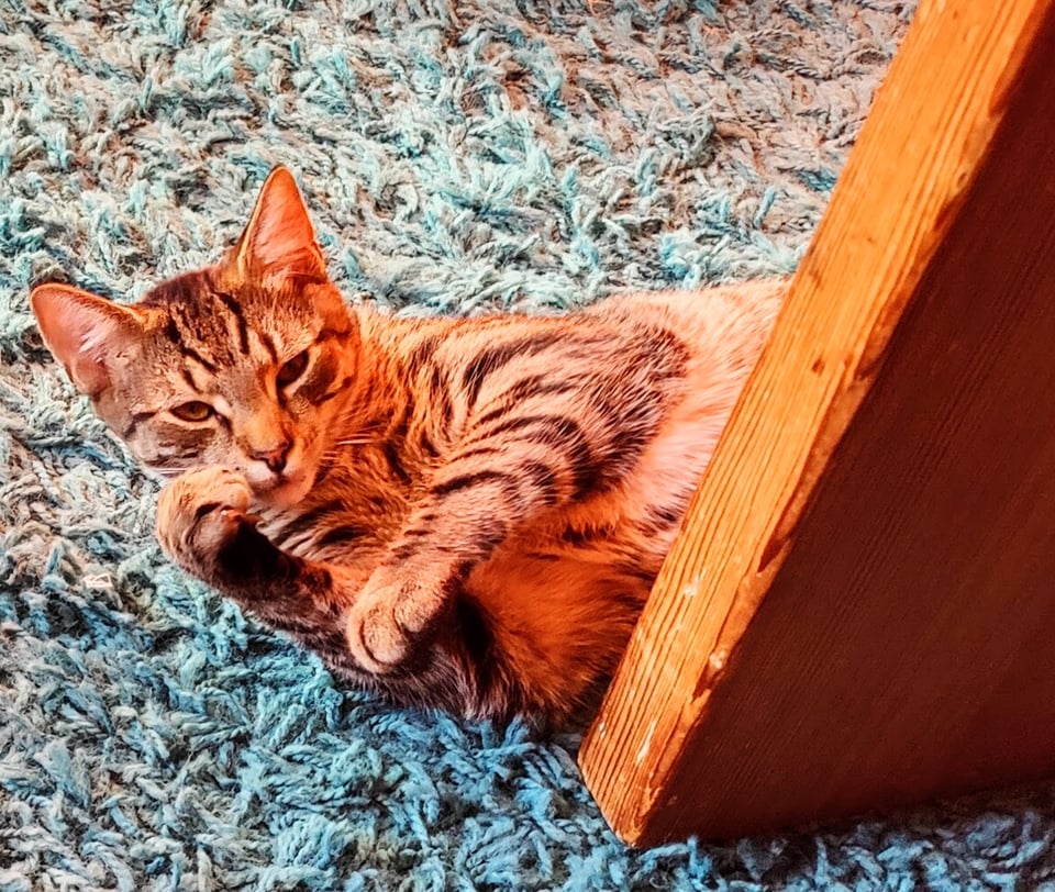 another smol tabby, this one looking like he's twirling his mustache, on blue carpet, behind door